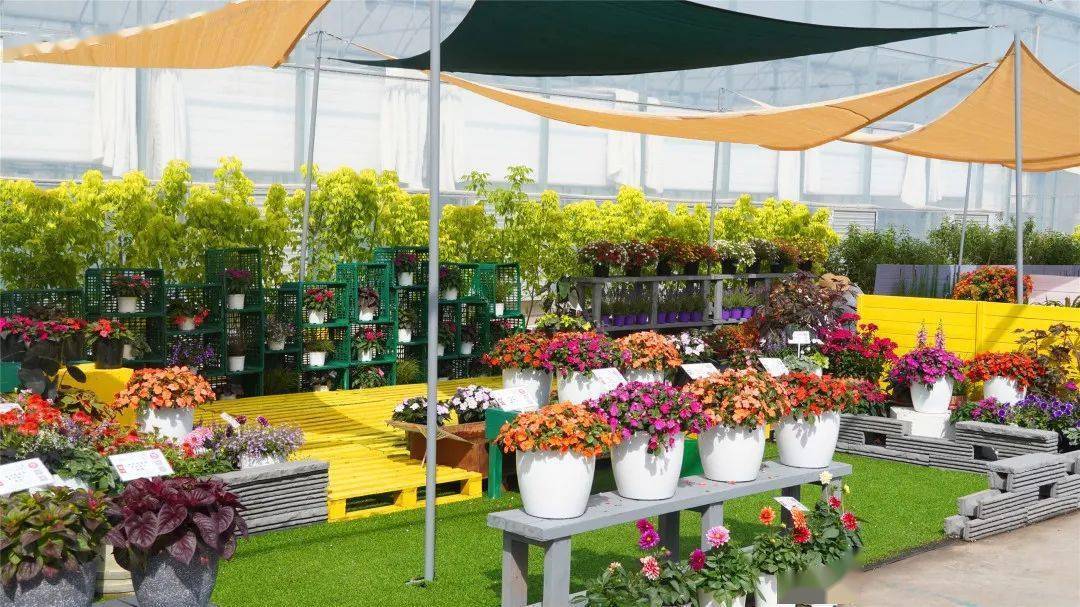 展会直播中原郑州第十届宿根花卉展之室外场景分享