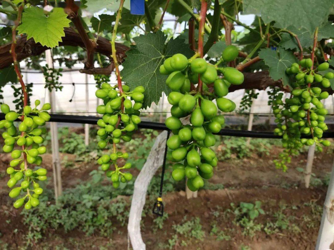 万云忠老师指导)(去年10月31号拍摄, 放了两个多月的阳光玫瑰,张忠挺