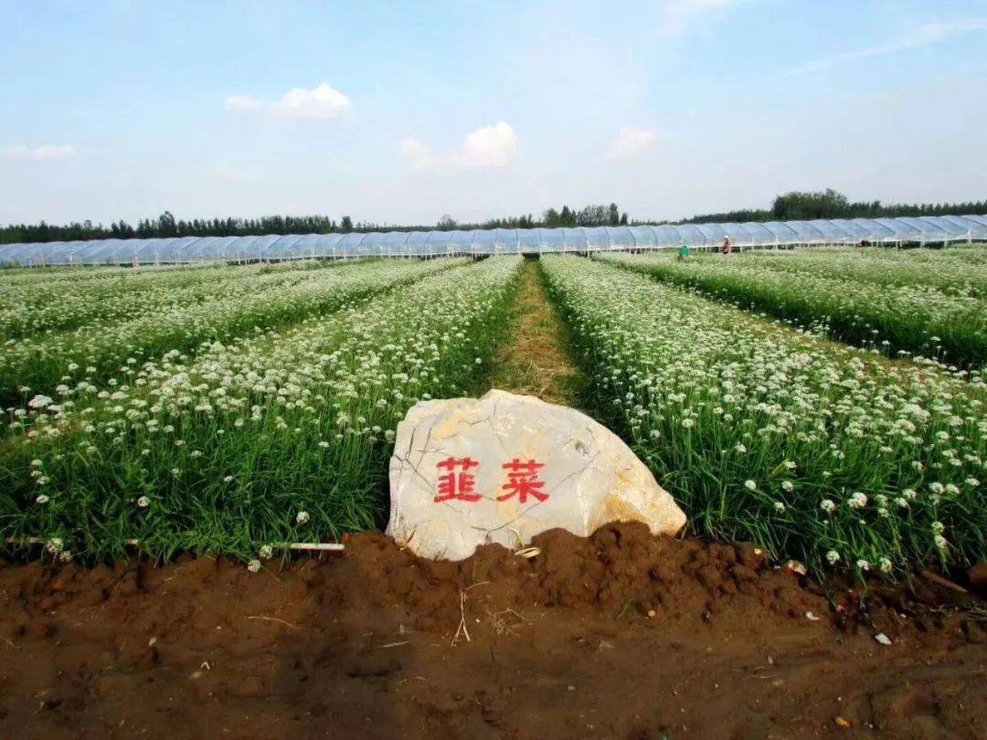 扶贫路上昌乐县五图街道庵上湖村第一书记王振成带着感情扶贫带着责任