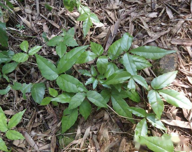 竹林里有1种三叶青叶片比文竹翠绿价值高1斤30元