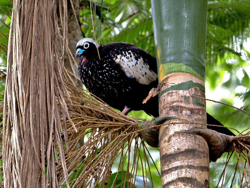 67大自然越来越少的濒危凤冠雉黑额鸣冠雉