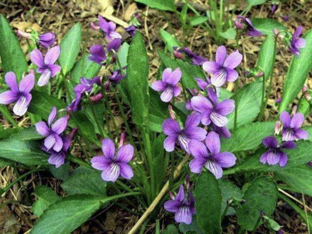 山上 有1种 紫花地丁 在夏季长得旺盛 拔1棵少1棵 珍贵 山的紫花地丁 二安网