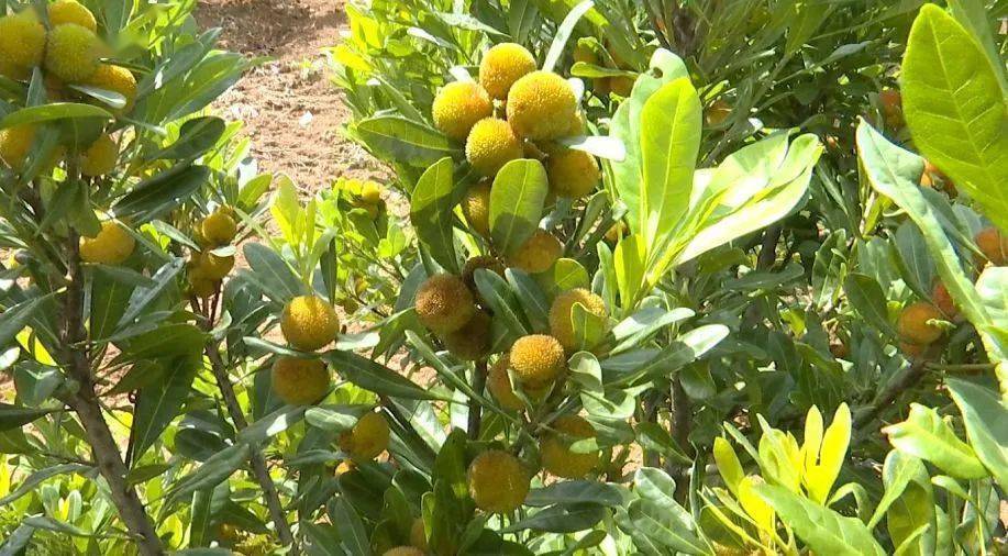 乡约这个观光农场感受山捻子花开的浪漫时光