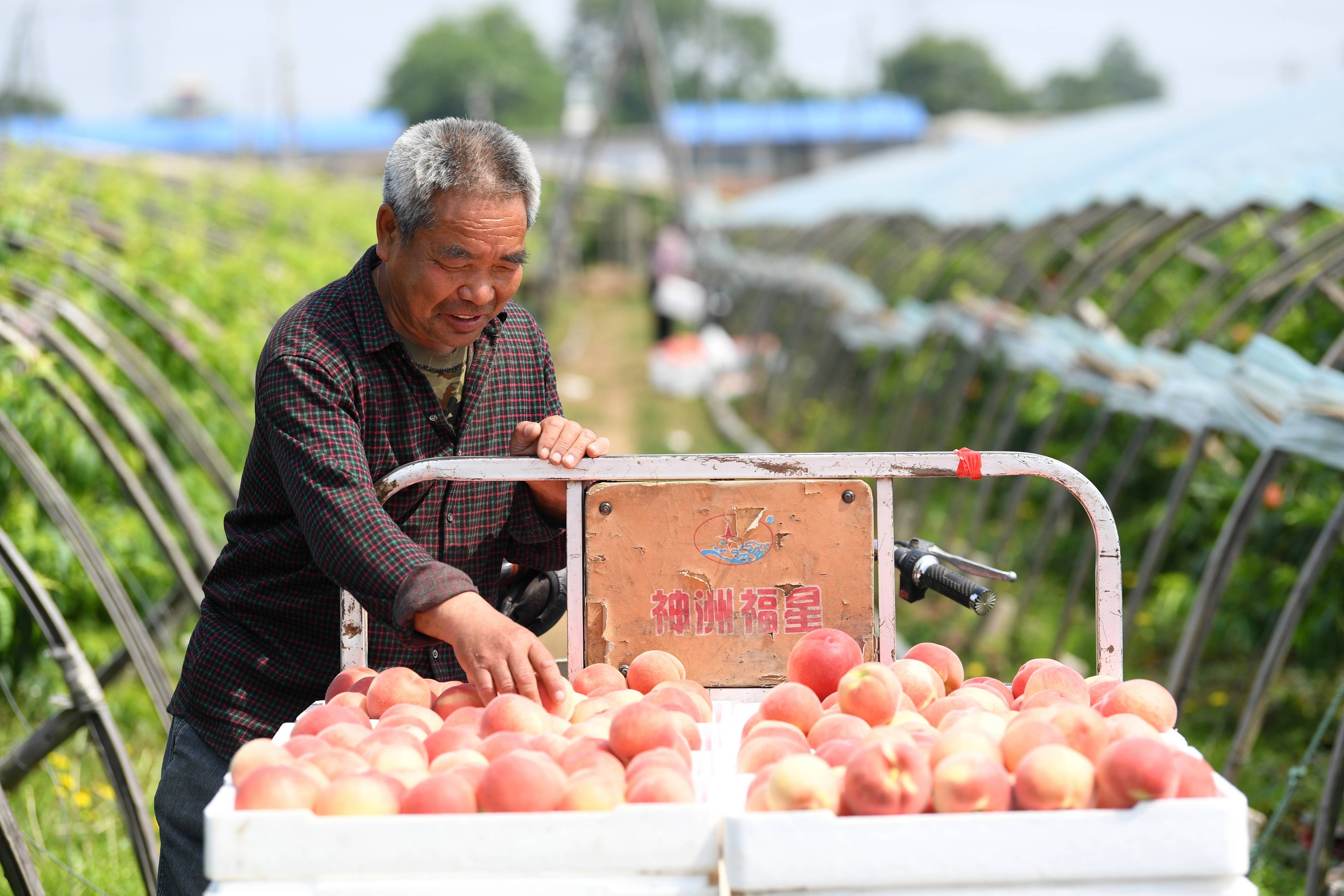 6月7日,乐亭县新寨镇芍榆坨村农民整理刚采摘的鲜桃.