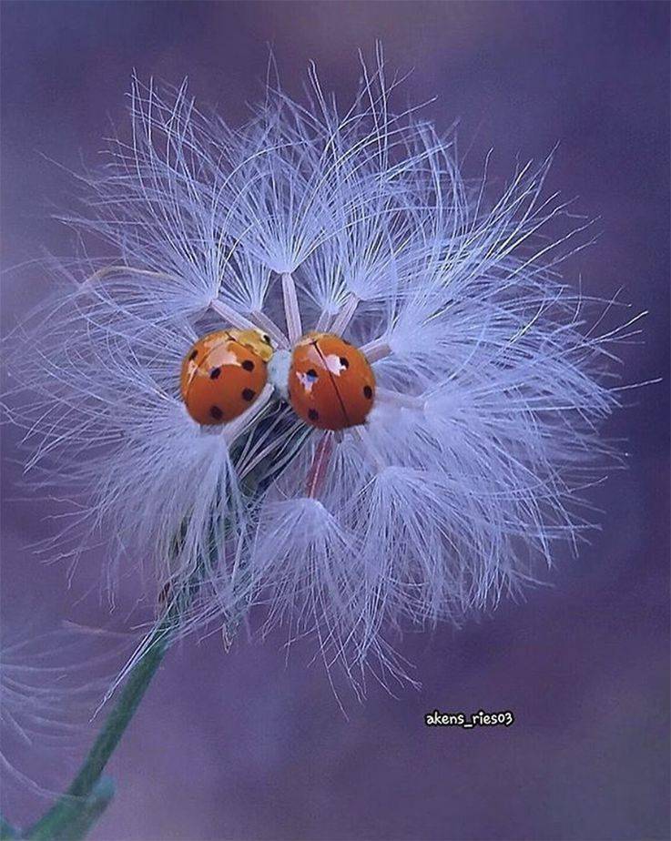 下面通过55张照片,向您展示微观世界之美.