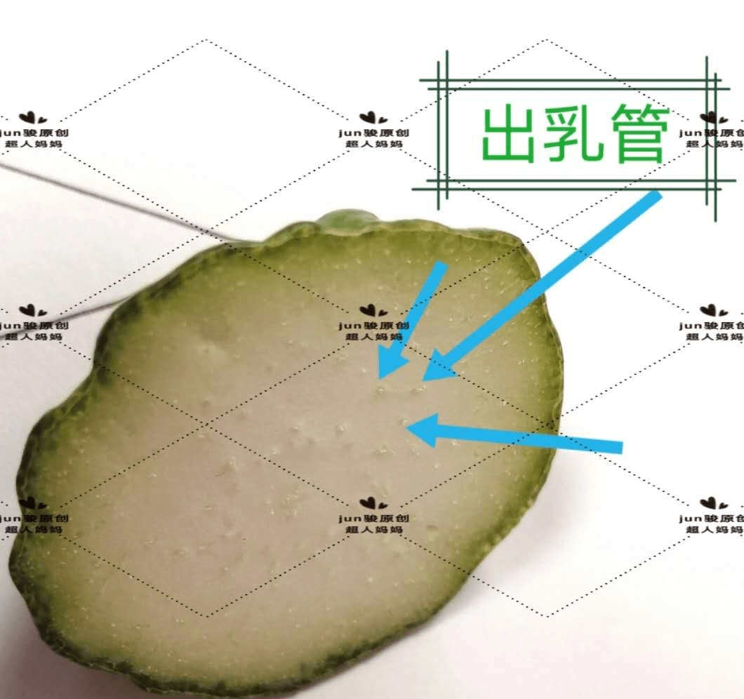 每个妈妈的出乳管数量最早在胚胎时就已经固定了,而且个体间的数量都