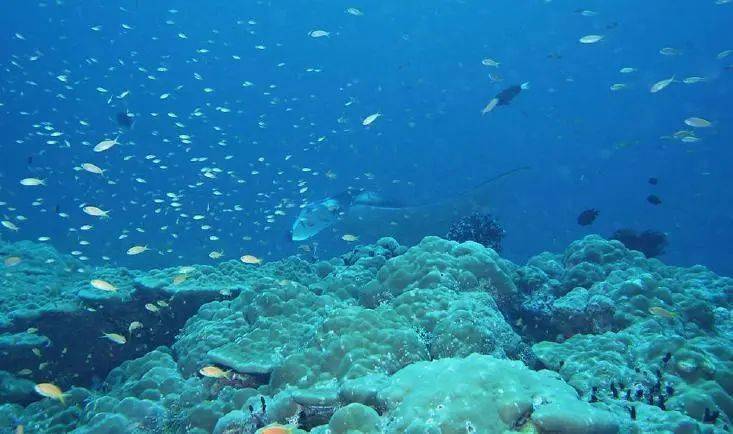 速读今天是世界海洋日,假如可以潜入海底最深处,你会看见什么?