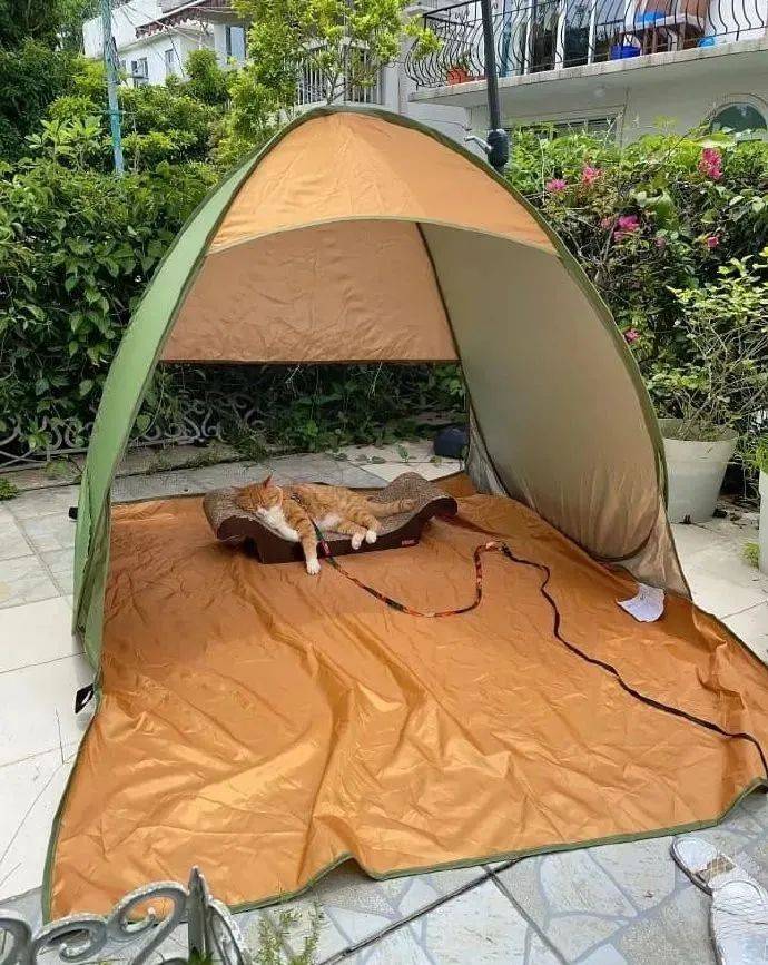 看到猫咪睡在帐篷里晒太阳,感觉人不如猫啊