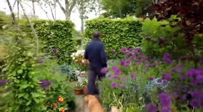 云看切尔西花展 有何不同的感觉 的花园