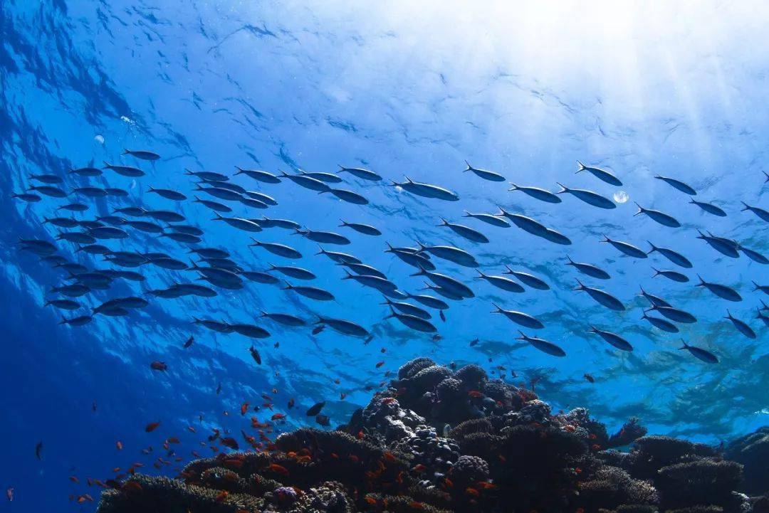 生命的摇篮主题为"珍惜海洋资源 保护海洋生物多样性"第11个世界海洋