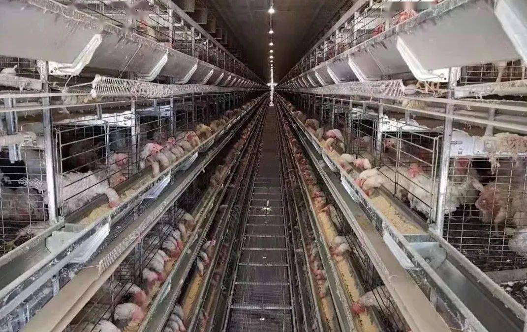 前6个多月去家禽总产能,去掉大量在产蛋鸡,以及减少了一部分鸡雏量