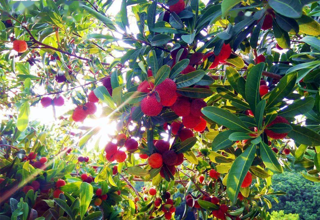 这趟杨梅味的旅行你报上名了吗跟着她们一起出发