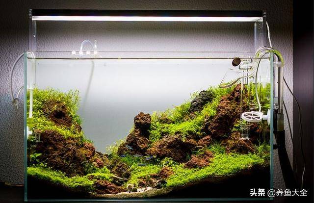 10大鱼缸造景你中意哪一款
