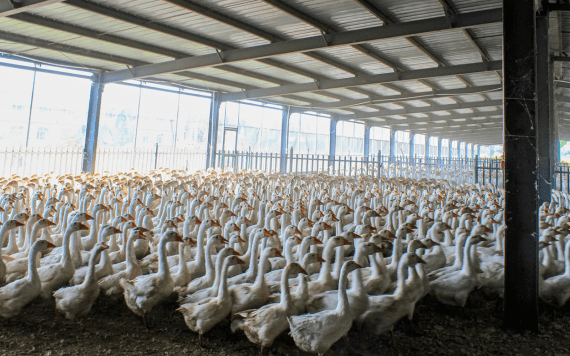 绥滨县肉鹅养殖基地