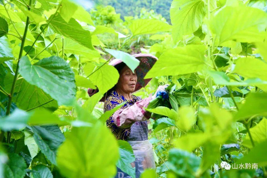 【脱贫攻坚走基层】山旮碧浪采桑忙