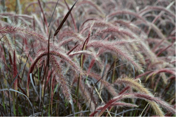 花园如何变身网红打卡点,搬进几株野草就对了!_蒲苇