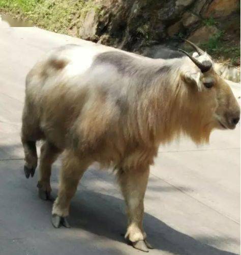 它来头很大_羚牛