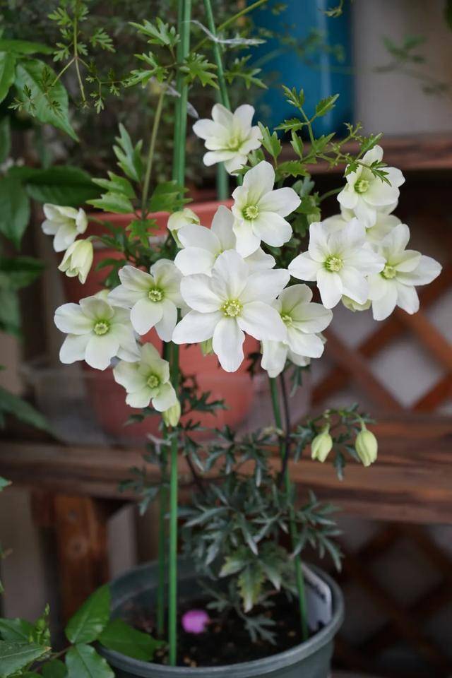 铁线莲雪崩养成记生长迅速耐热花量大且少病虫害