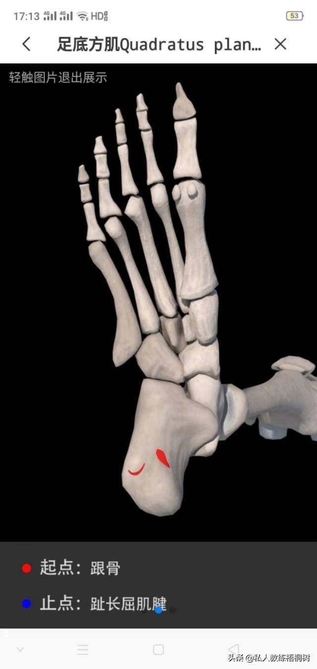 足底方肌起止点