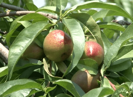 保山| 昌宁沧江边上红桃甜 增收致富好产业_桃子