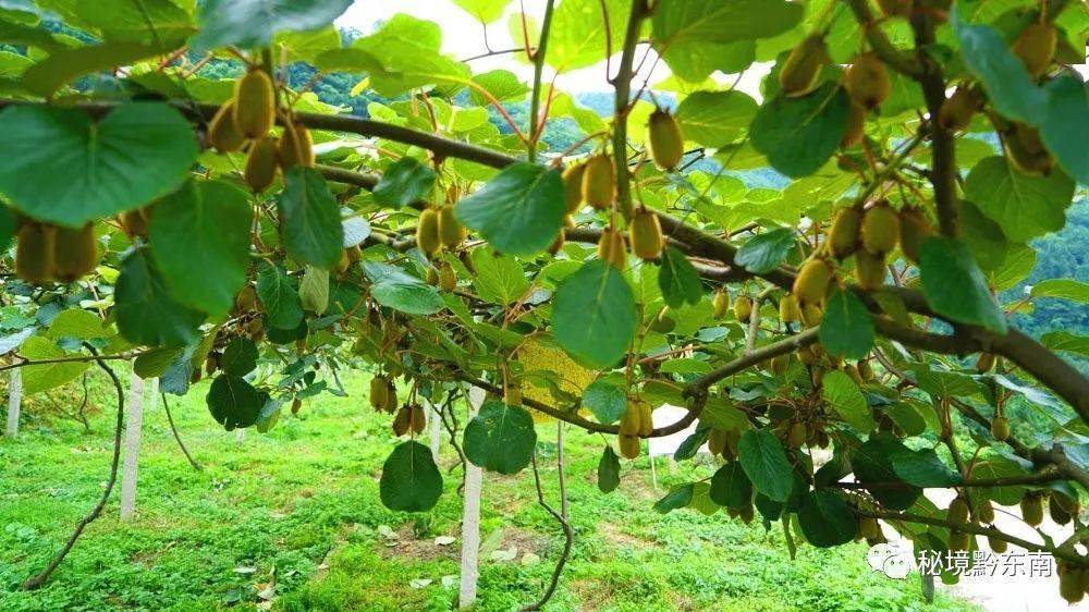 头条贵州黄平猕猴桃长势喜人村民丰收在望