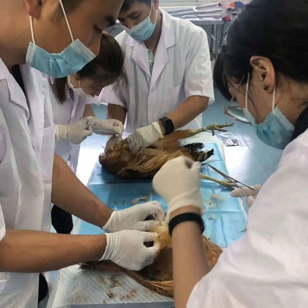 今日医疗课程 | 解剖实操,缝合练习,皮肤病显微镜观察(附视频)