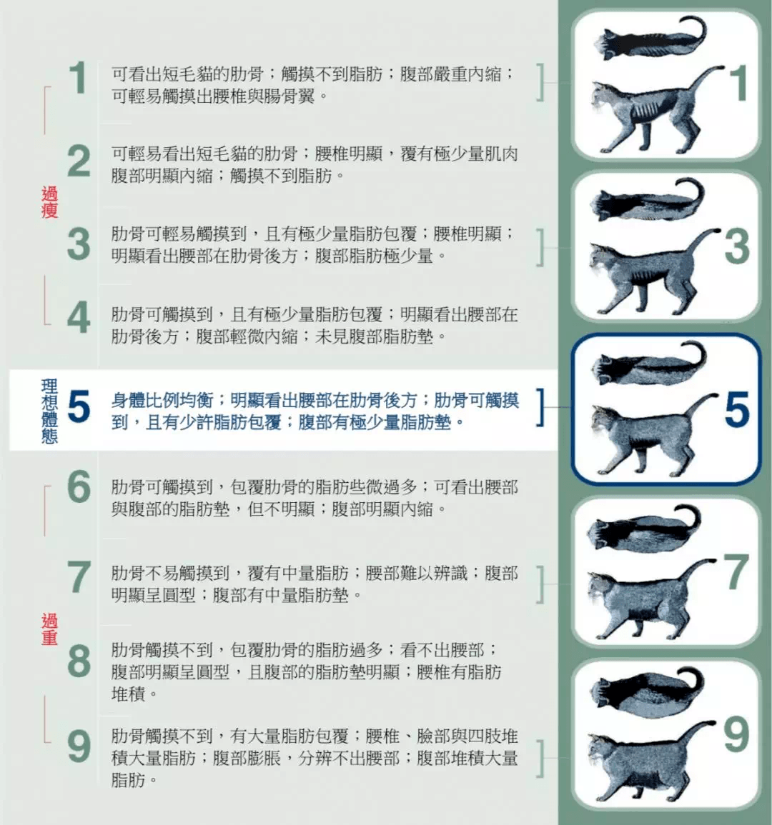 猫肥胖类型分类图图片