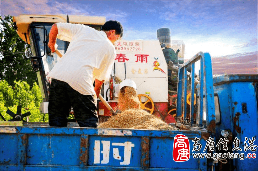 高唐人收麥子場景今昔對比原來以前那麼苦