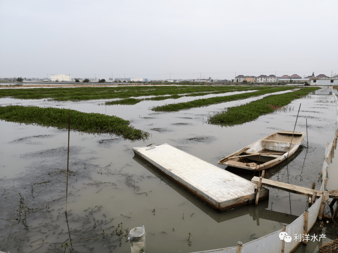 【河蟹专题】高温期蟹苗塘氨氮,亚硝酸盐指标高怎么办?
