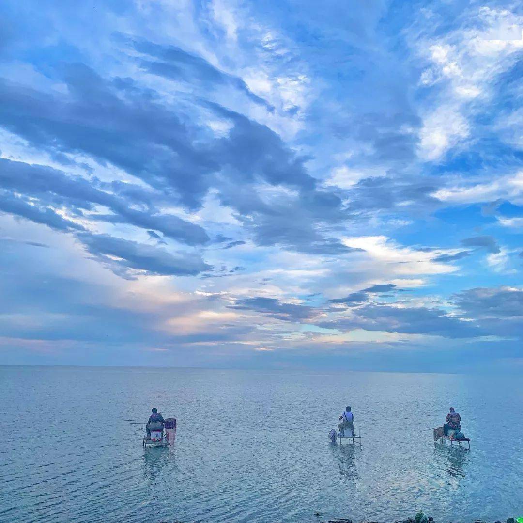 密密匝匝地聚在魚柵前歡躍而起還能看到成群的魚兒在呼倫湖通往貝爾湖