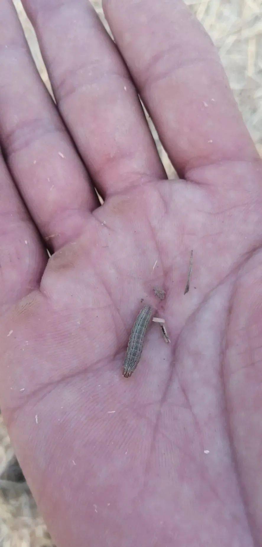 严重危害夏玉米的二点委夜蛾该如何防治?_幼虫