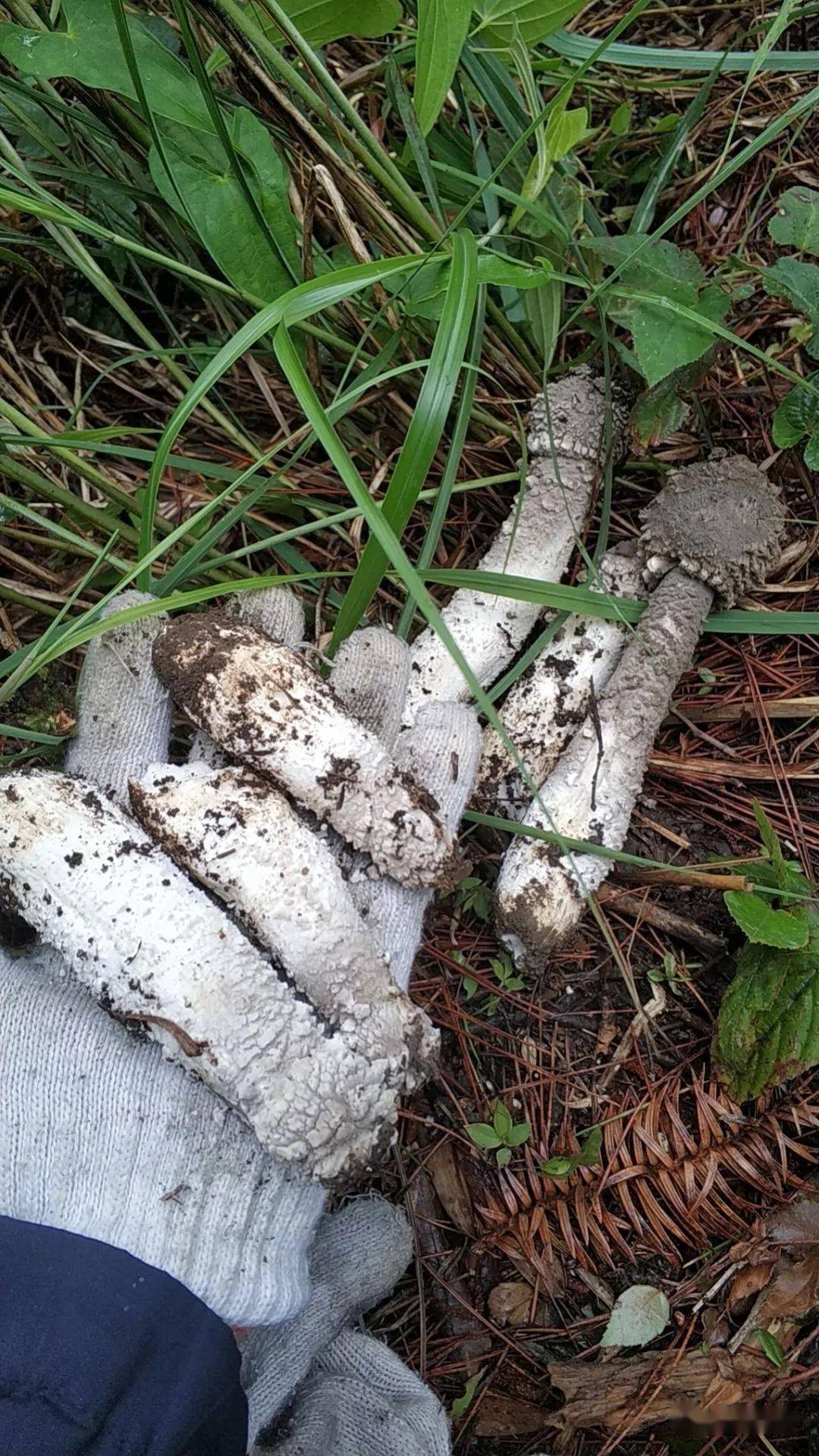 德化人的松茸麻丝菇