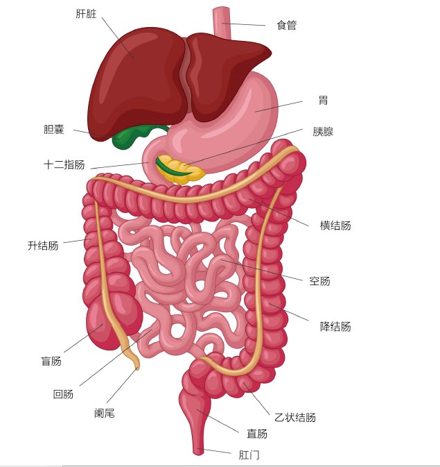 直肠上端连接乙状结肠,下端连接肛门乙状结肠:形似s,因此得名