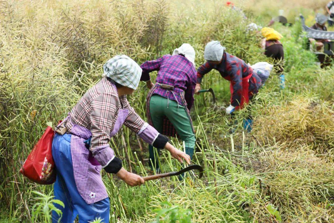 婺源好礼|惊艳你的不仅仅是江岭万亩油菜花,还有她