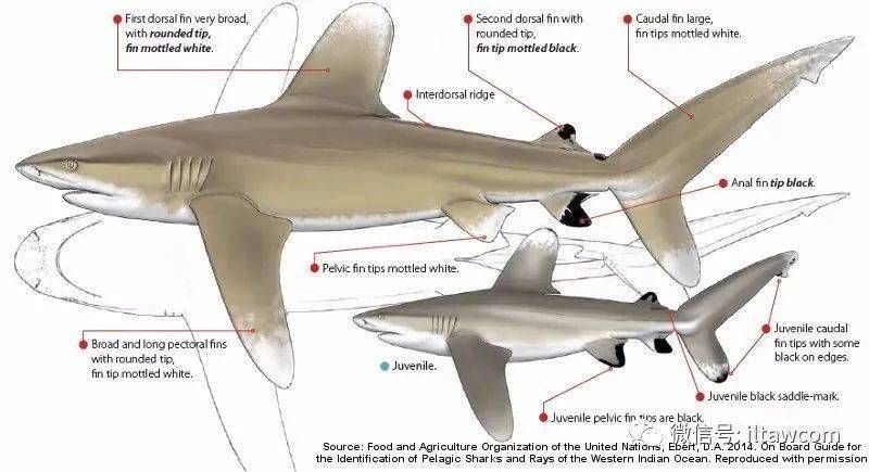 鲨鱼身体部位结构图图片