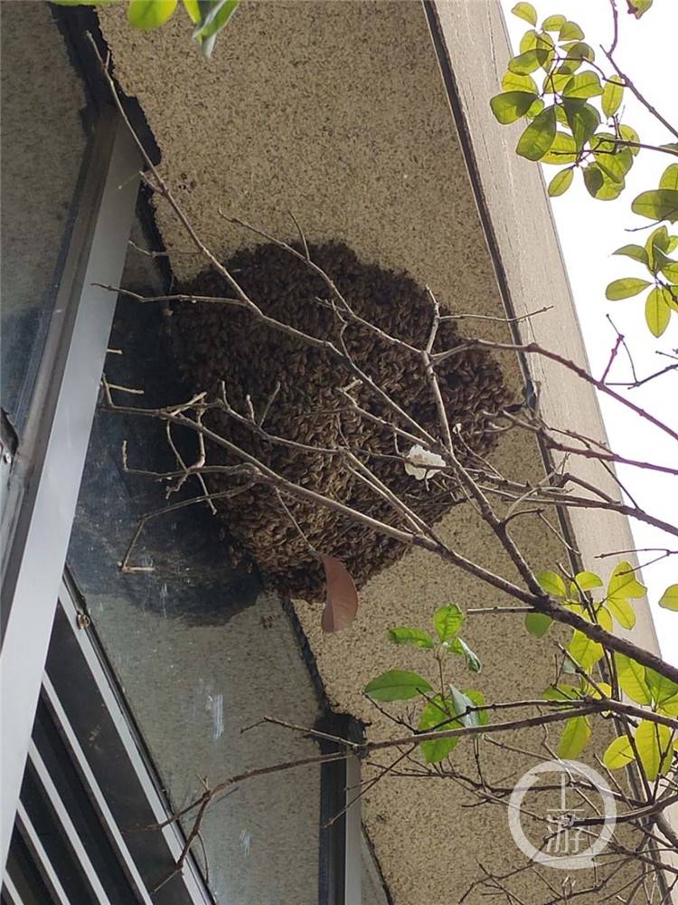 公交站发现几千只蜜蜂 他们请了"养蜂人"来收服