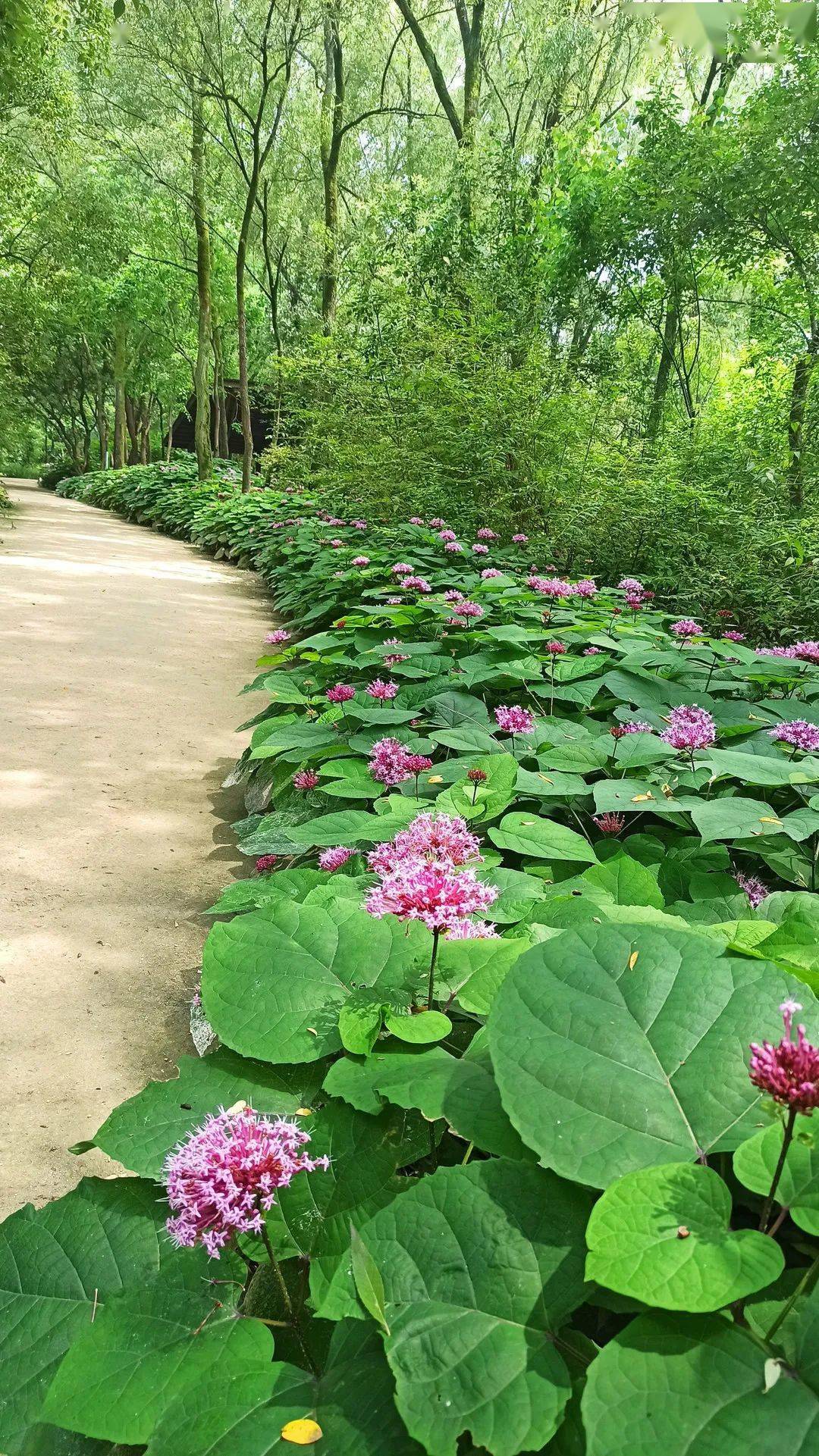 探寻湖西幽静丨有趣的植物一臭牡丹被名字耽误的宝藏