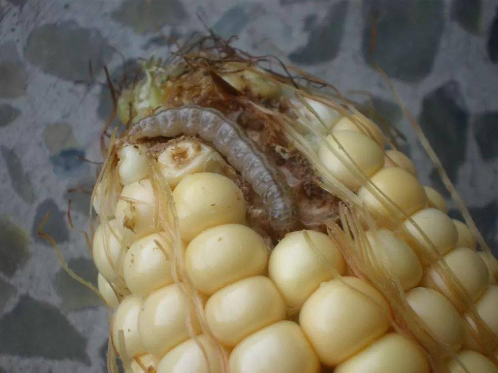 玉米钻心虫用这个药防治,用一次管一季,干净又彻底