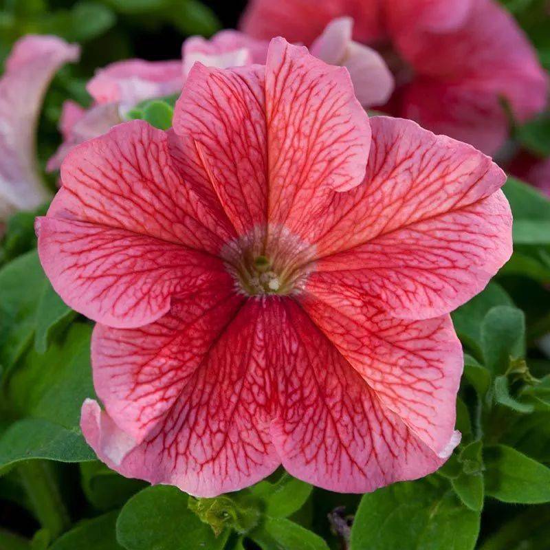 爱德华多·卡克(eduardo kac)是一名因使用活体材料出名的艺术家.