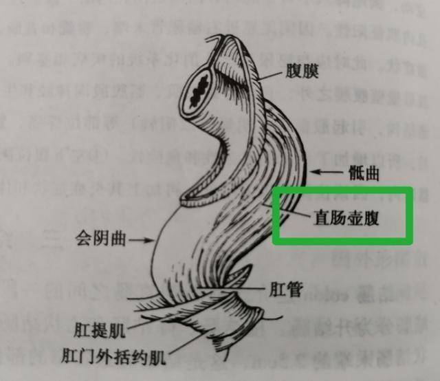 但是随着往下,其实直肠肠腔是越来越大的,这个位置叫做直肠壶腹,而在