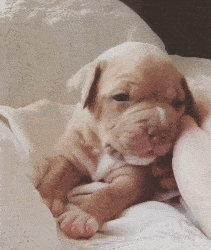 211_250gif 动态图 动图