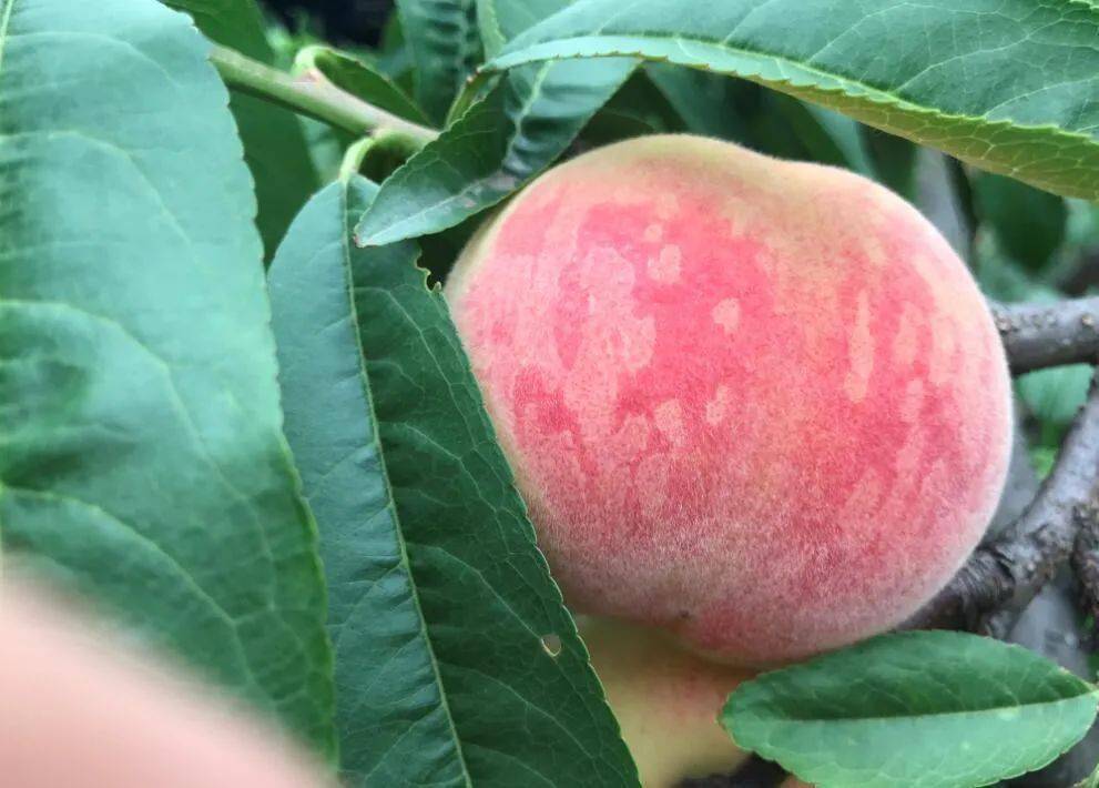 超大颗龙泉水蜜桃驾到丨预售尝鲜