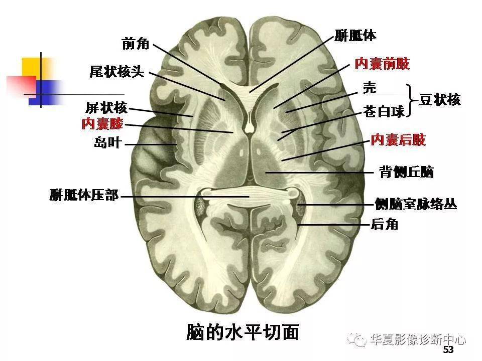【基础知识】端脑的详细解剖大全-搜狐大视野-搜狐新闻