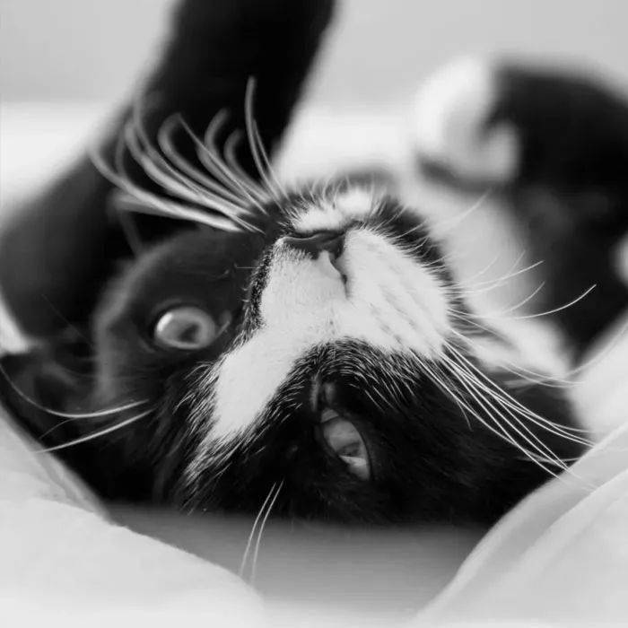 可爱萌宠猫猫头像,喵咪头像,猫控,又可爱又会耍贱的喵