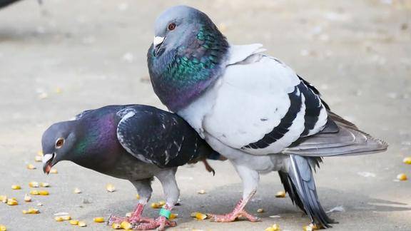 农村强二鸽子开始配对繁殖了每天喂两顿吃不够哪一只最好看