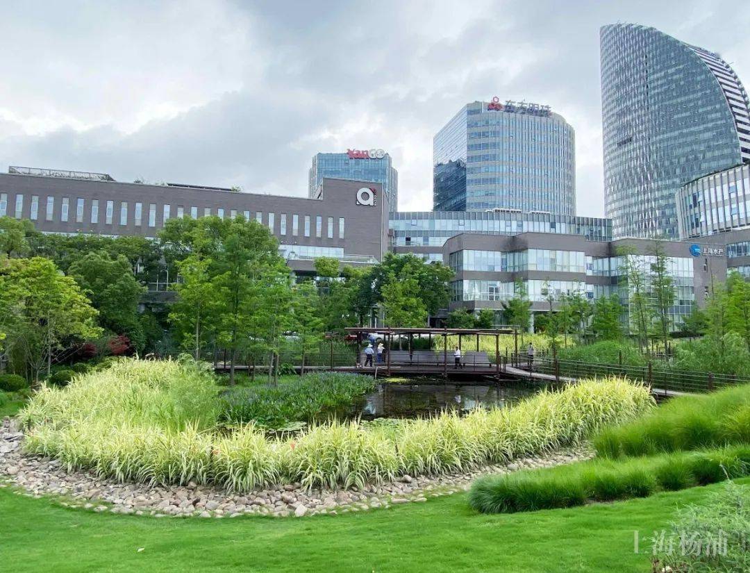 杨浦滨江这个原生态雨水花园"会呼吸"!