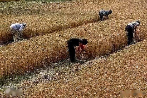 中国农村几乎还没有自动收割机, 更没有现在的联合收割机, 人们都是