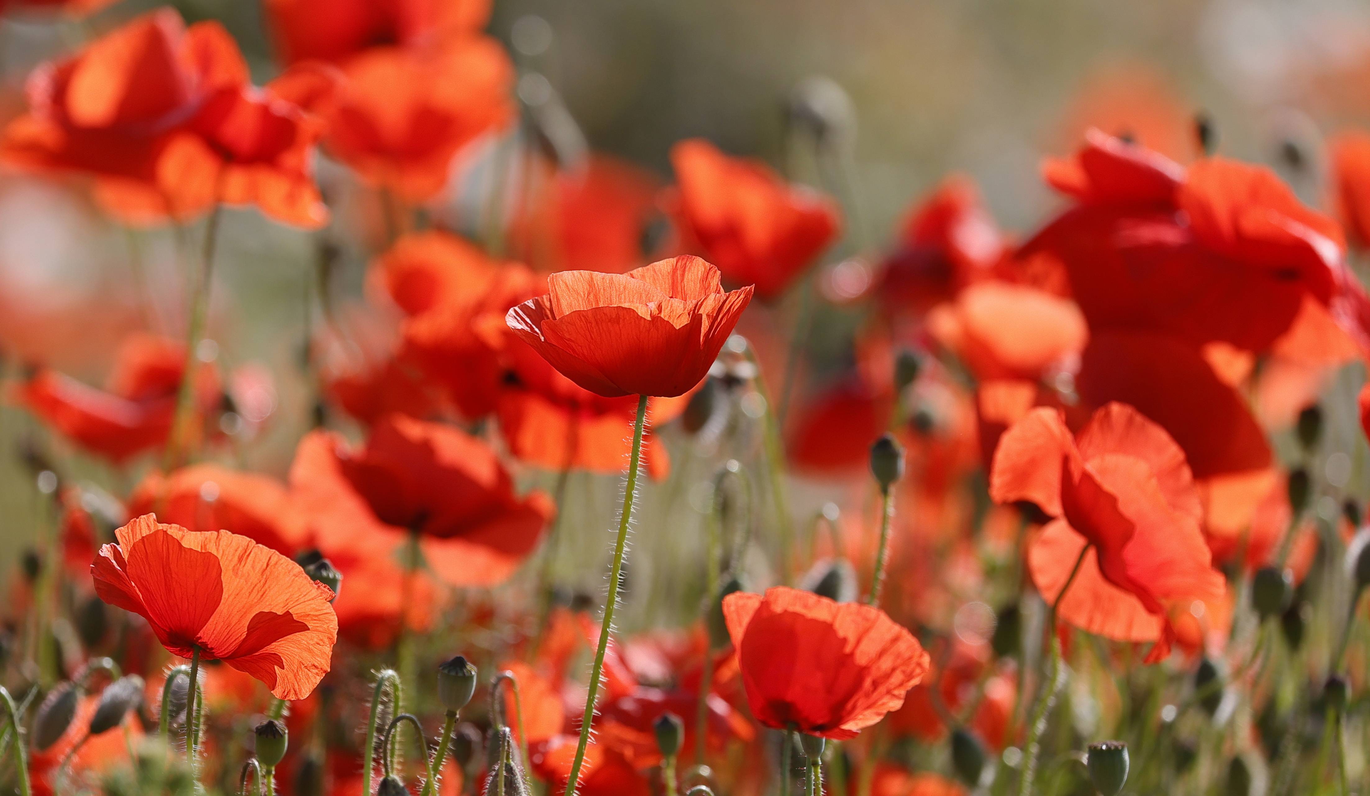 这是6月12日在德国阿尔特多夫拍摄的盛开的德国洋甘菊.