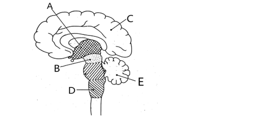 e答案:d32,克尼格氏征,简称克氏征,是神经科常用的一种检查方法,患者
