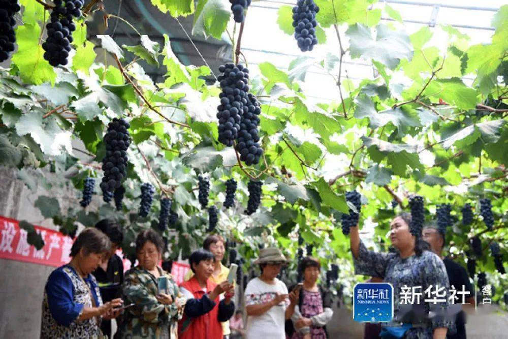 看武清新华社报道梅厂的葡萄熟了